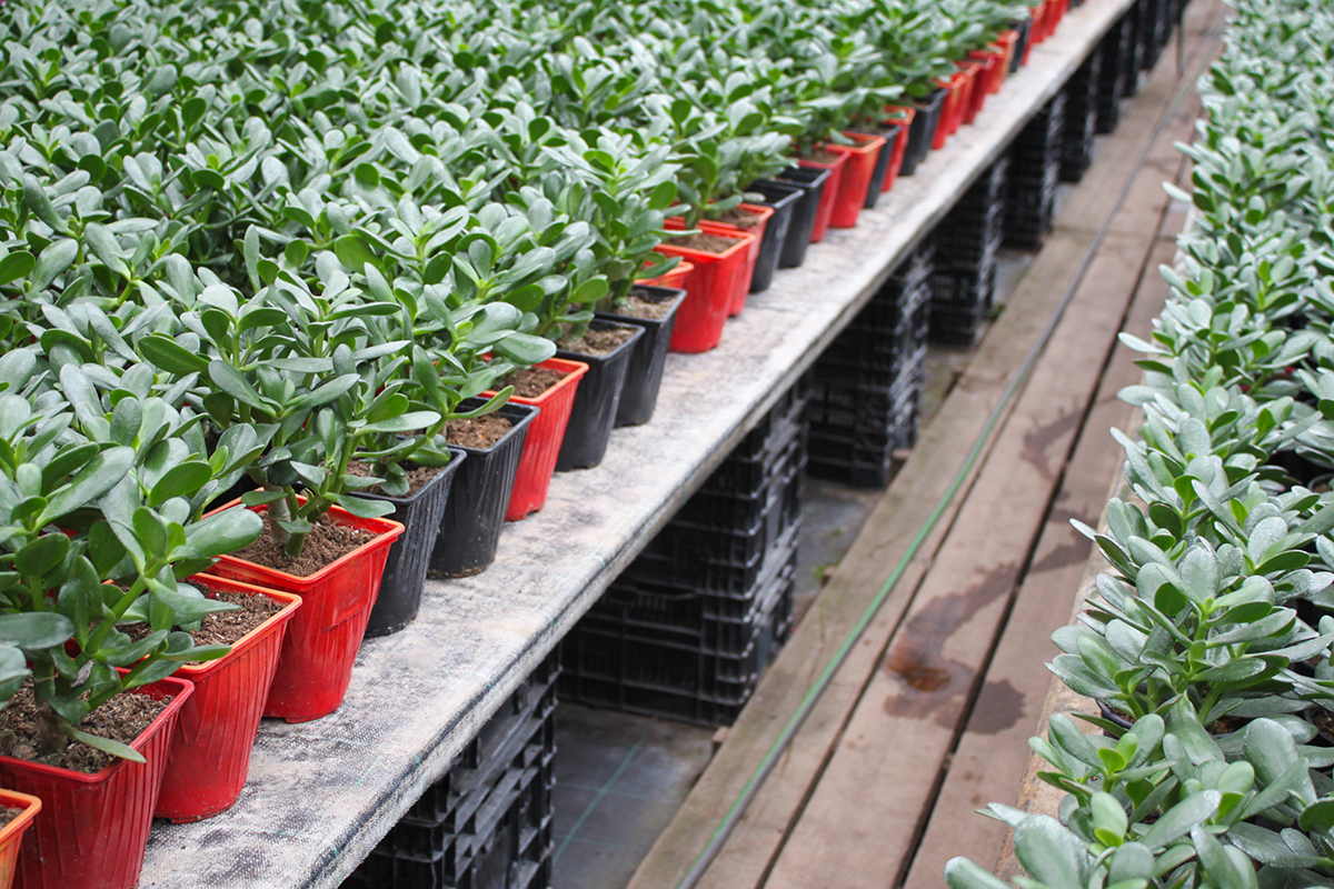 Hundreds of small jade plants in a commercial nursery.