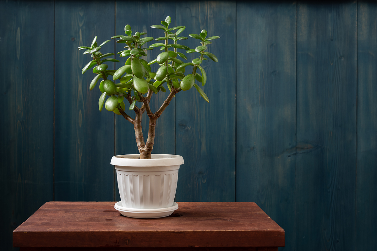 A jade tree in a white pot in front of a blue background