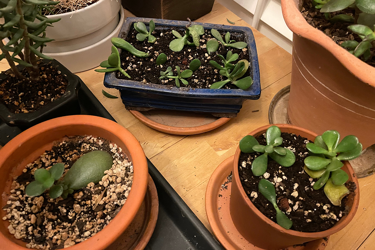 A collection of jade propagations. 