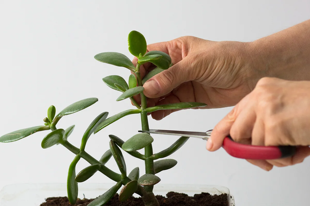 Woman hands pruning branches of crassula ovata for cutting on white background