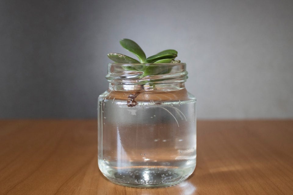 How To Propagate a Jade Plant From Stem or Leaf Cutting
