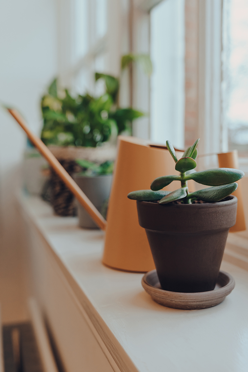 Row of potted plants and watering can on a windowsill at home, shallow focus.