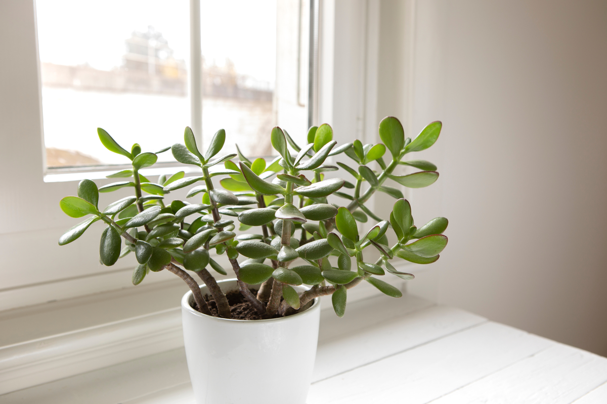 Healthy green jade plant in front of window. 