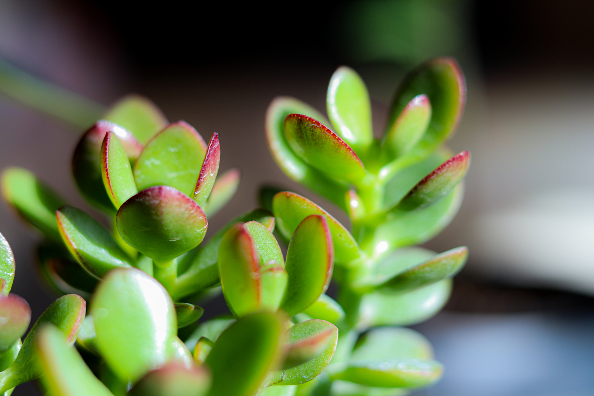 Jade plant with red tips