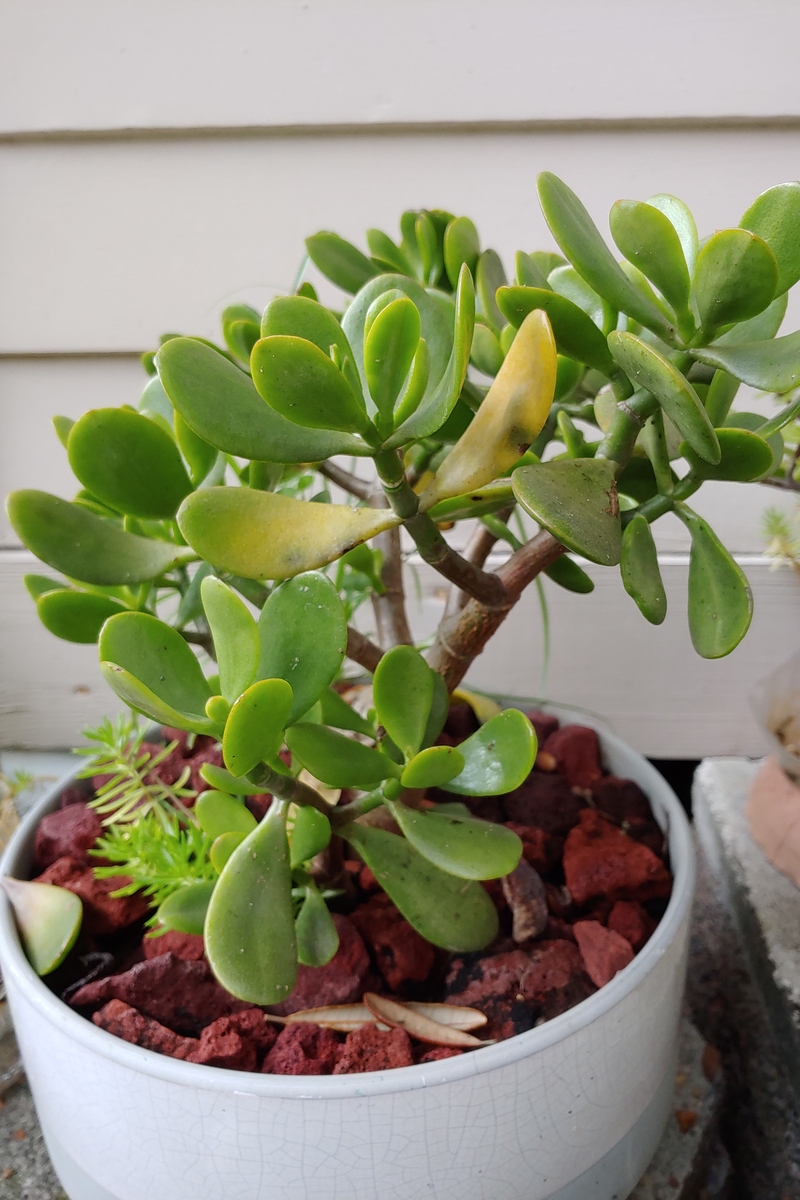 Jade plant with yellowing leaves