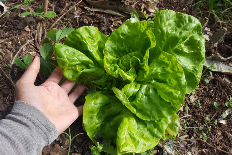13 Lettuce Growing Problems & How To Fix Them