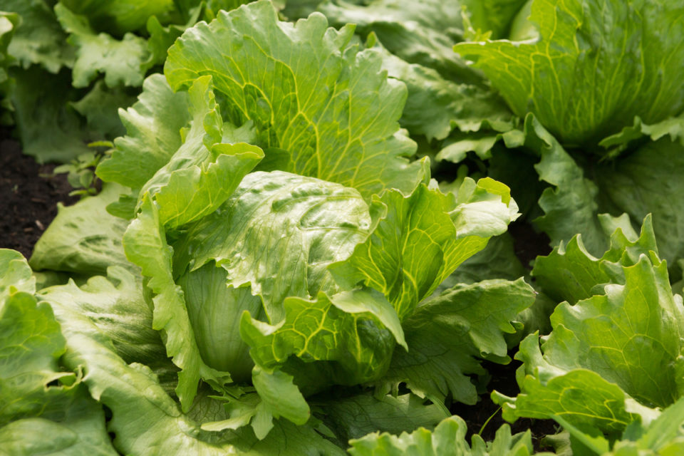 13 Lettuce Growing Problems & How To Fix Them