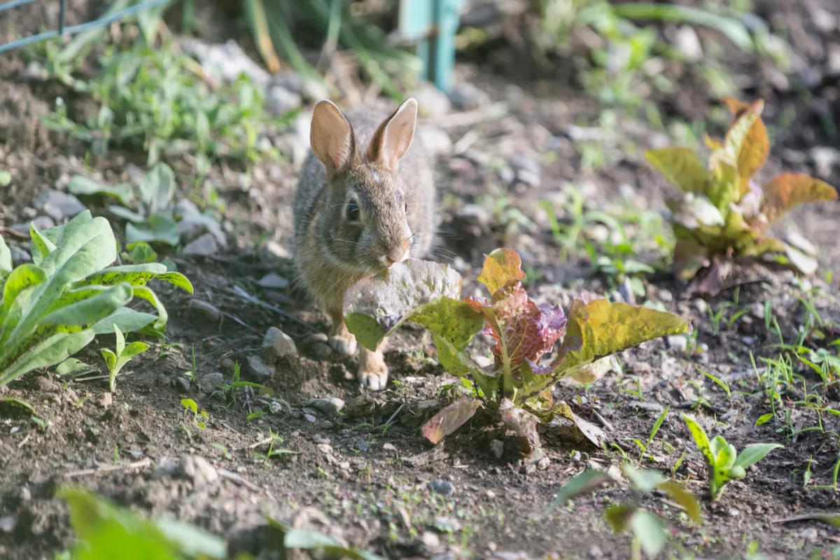Rabbit eating lettuce in a garden