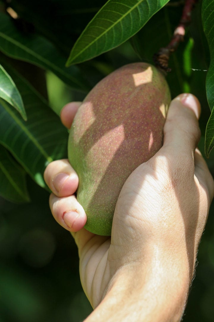 How To Grow A Mango Tree From Seed StepByStep