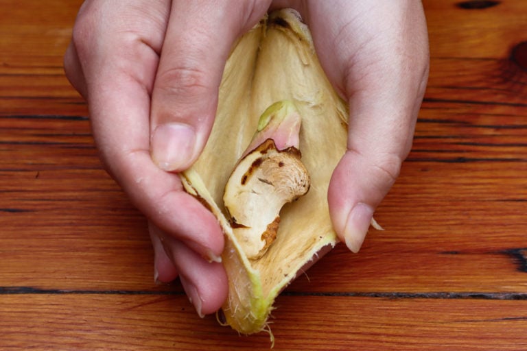 How To Grow A Mango Tree From Seed StepByStep