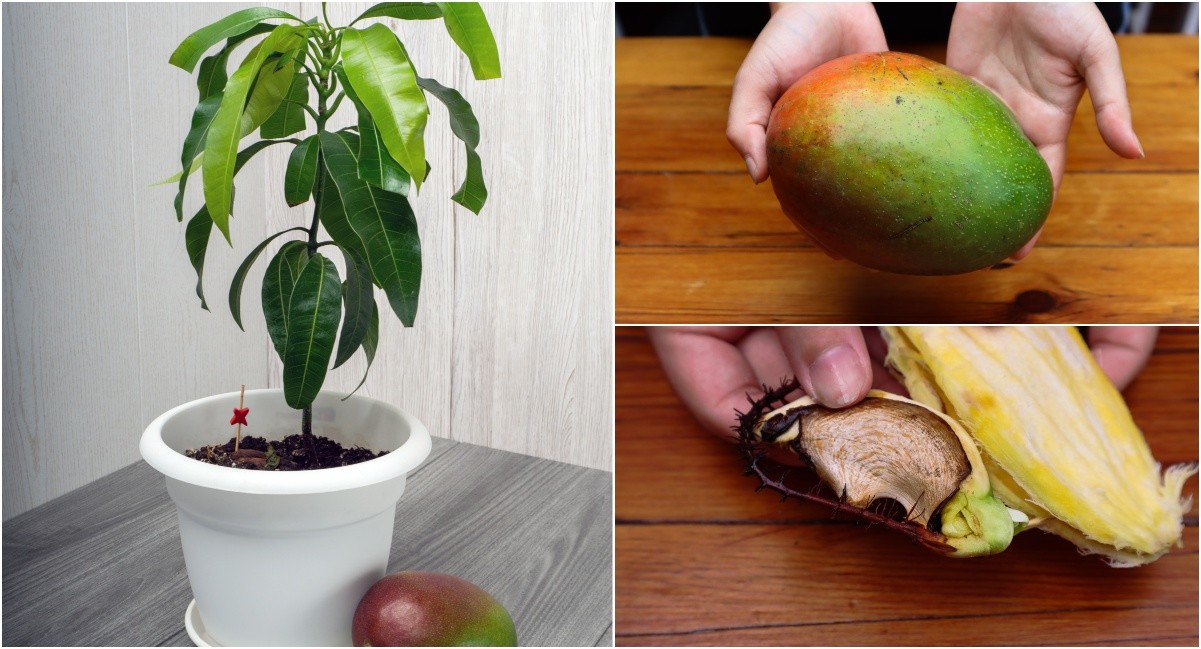 How To Grow A Mango Tree From Seed - Step-By-Step