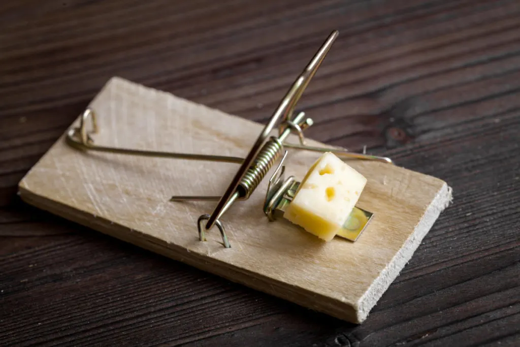 https://www.ruralsprout.com/wp-content/uploads/2022/02/mouse-home-trap-cheese-1024x683.jpg.webp