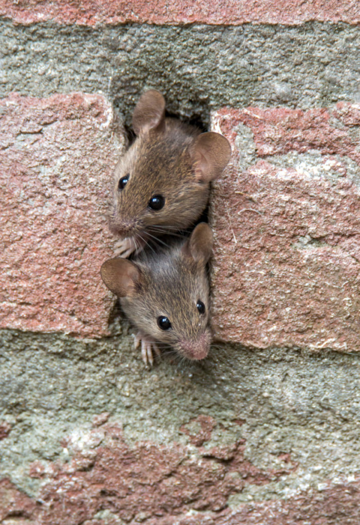 Two mice peeking out of a crack in brick wall