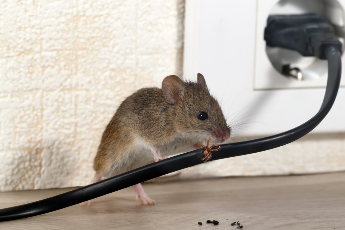 https://www.ruralsprout.com/wp-content/uploads/2022/02/mouse-home-wires.jpg