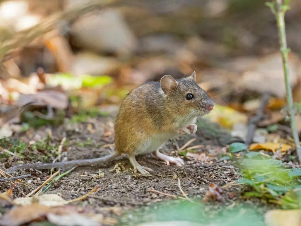 common wood mouse outside