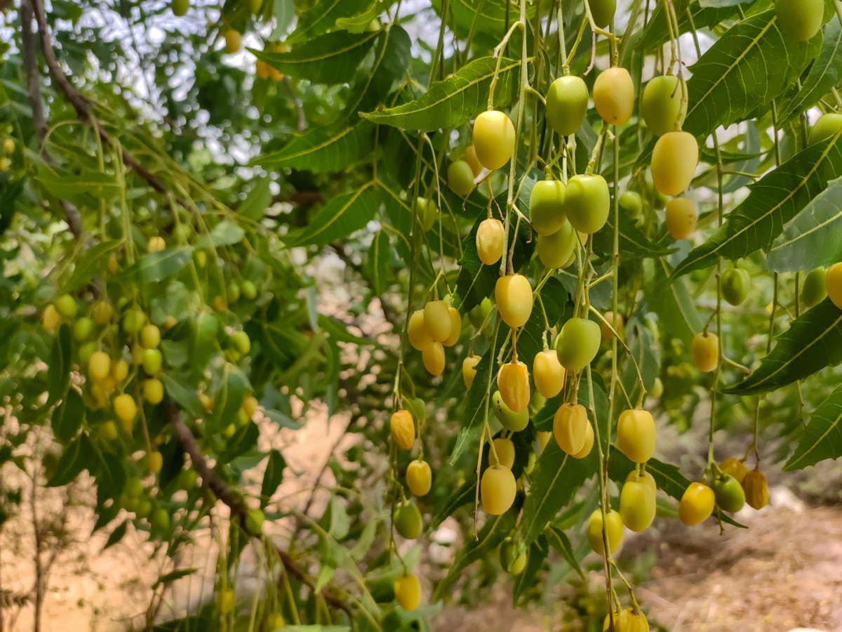 Neem berries hanging from the branches of a neem tree.