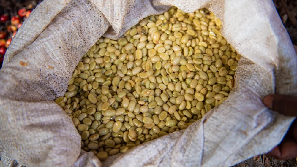 Washed green coffee beans.