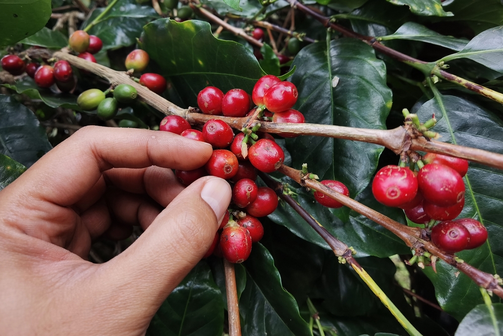 Hand picking ripe coffee cherries.