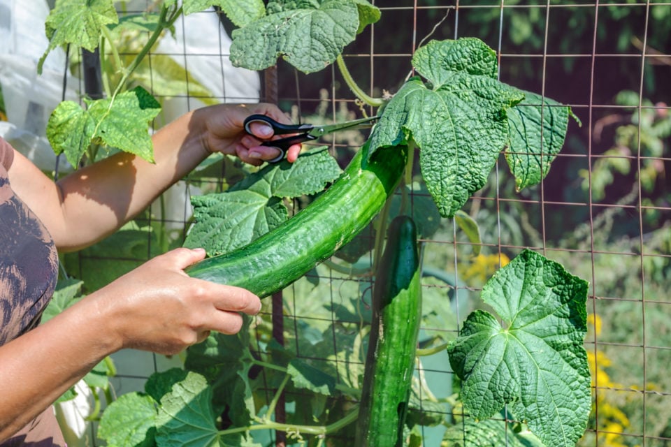 Bitter Cucumbers Why It Happens & How To Fix It