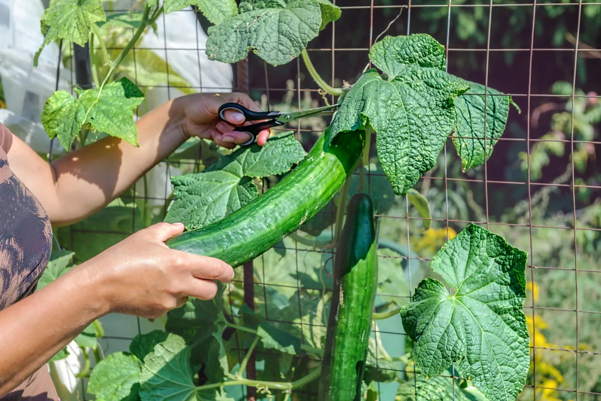 Woman using scissors to cut a cucumber from the plant
