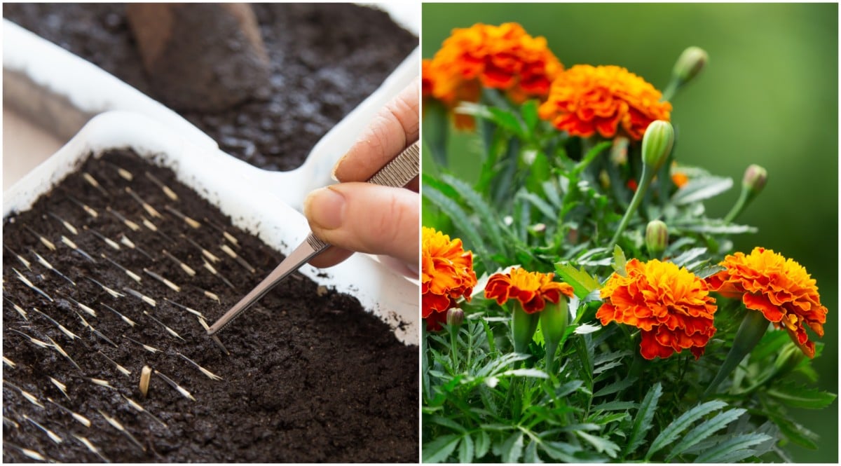 12 Flower Seeds To Sow Indoors Before Spring