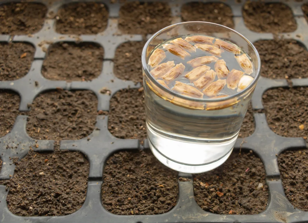 Soaking the Seeds for Optimal Germination