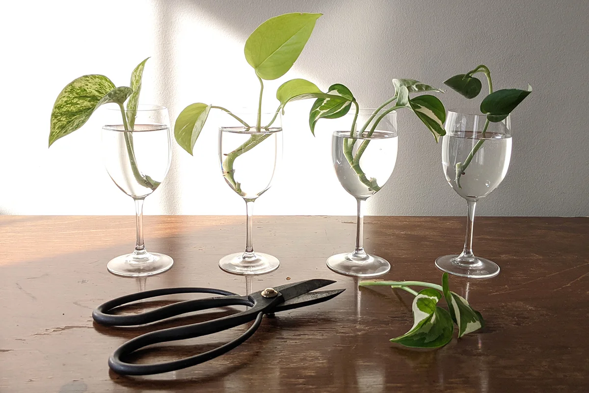four water goblets with four different types of pothos cuttings in each