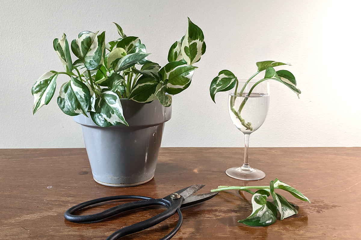 Potted pothos next to cutting in goblet of water. 