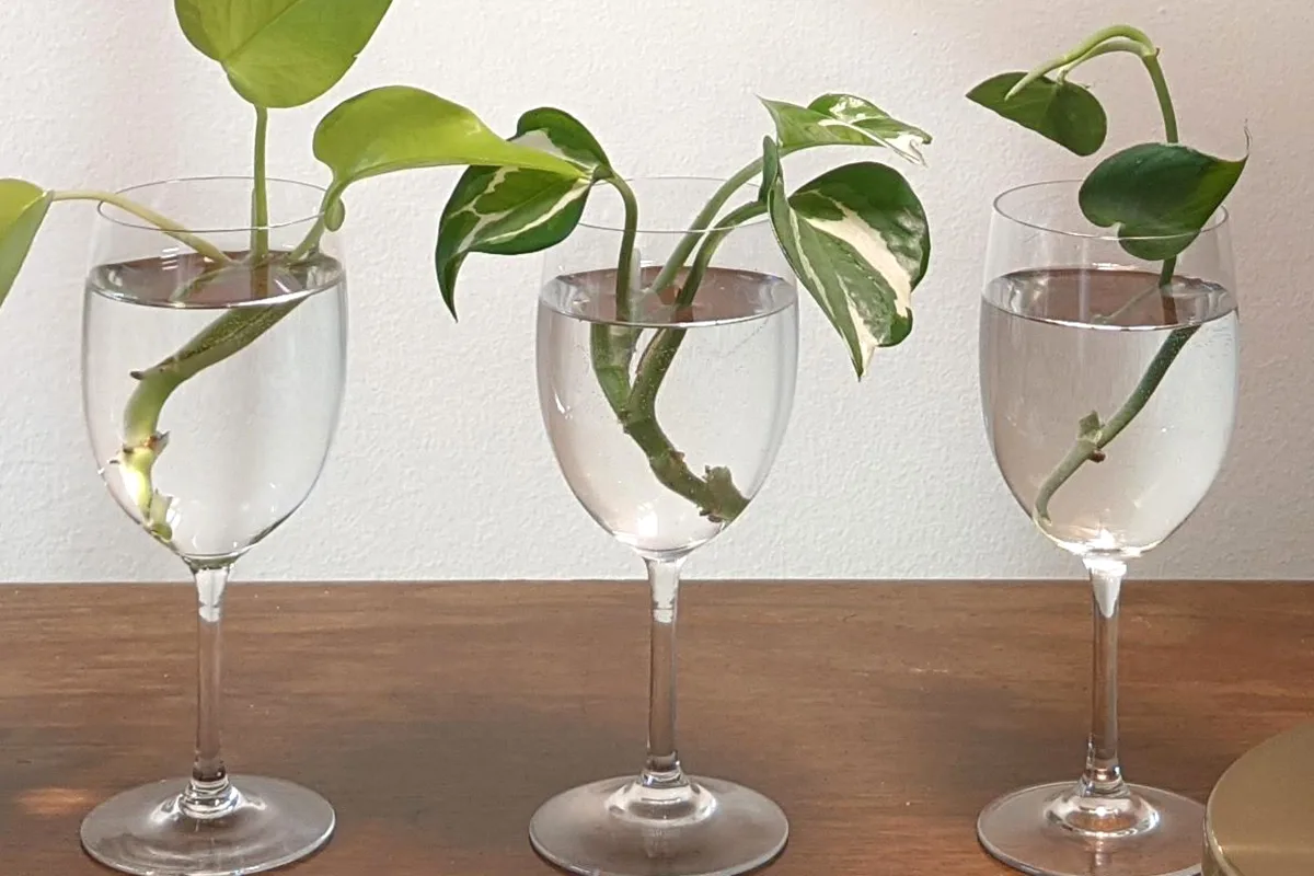 Close up of pothos clippings in three water goblets.