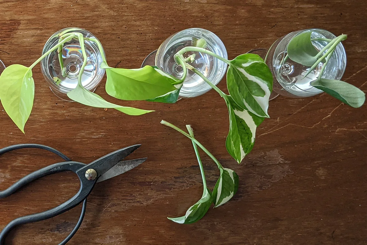 Overhead view of pothos in water goblets