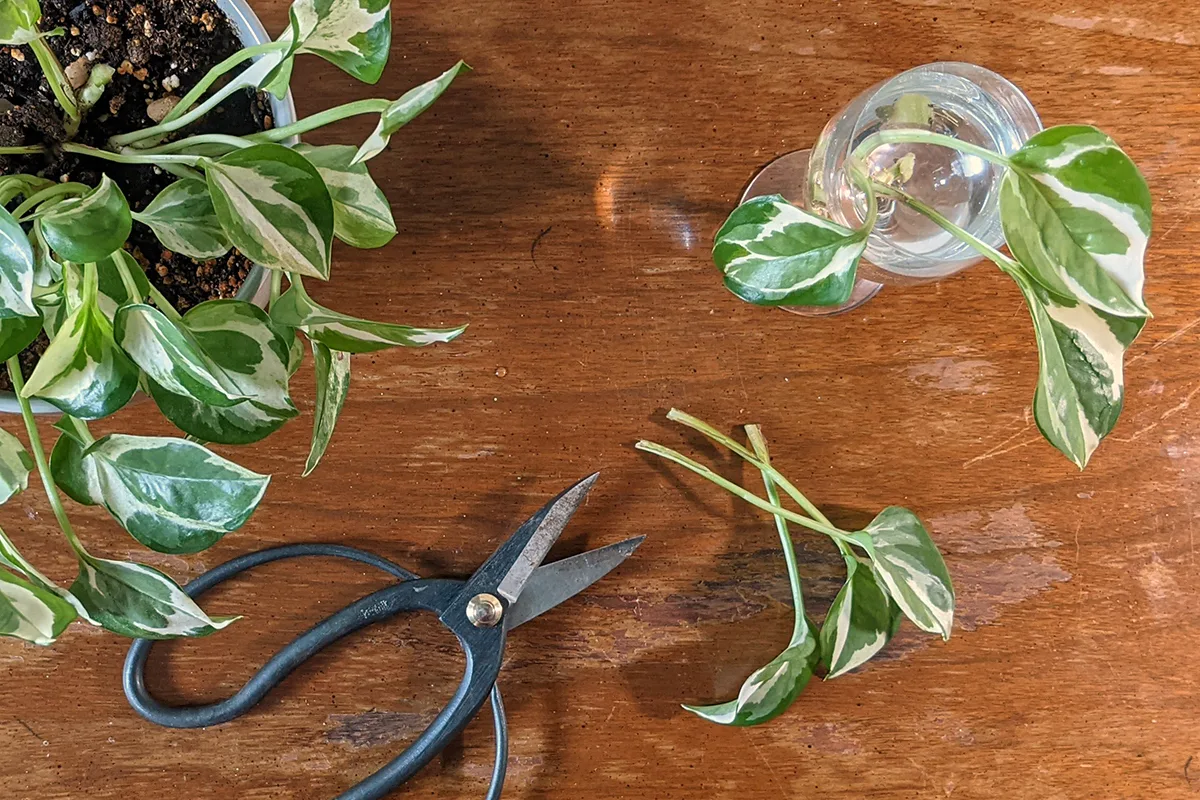 Potted pothos next to cutting in goblet of water. Overhead view.