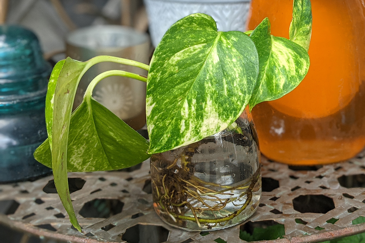 Close up of golden pothos cutting so you can see the fully formed roots in the water