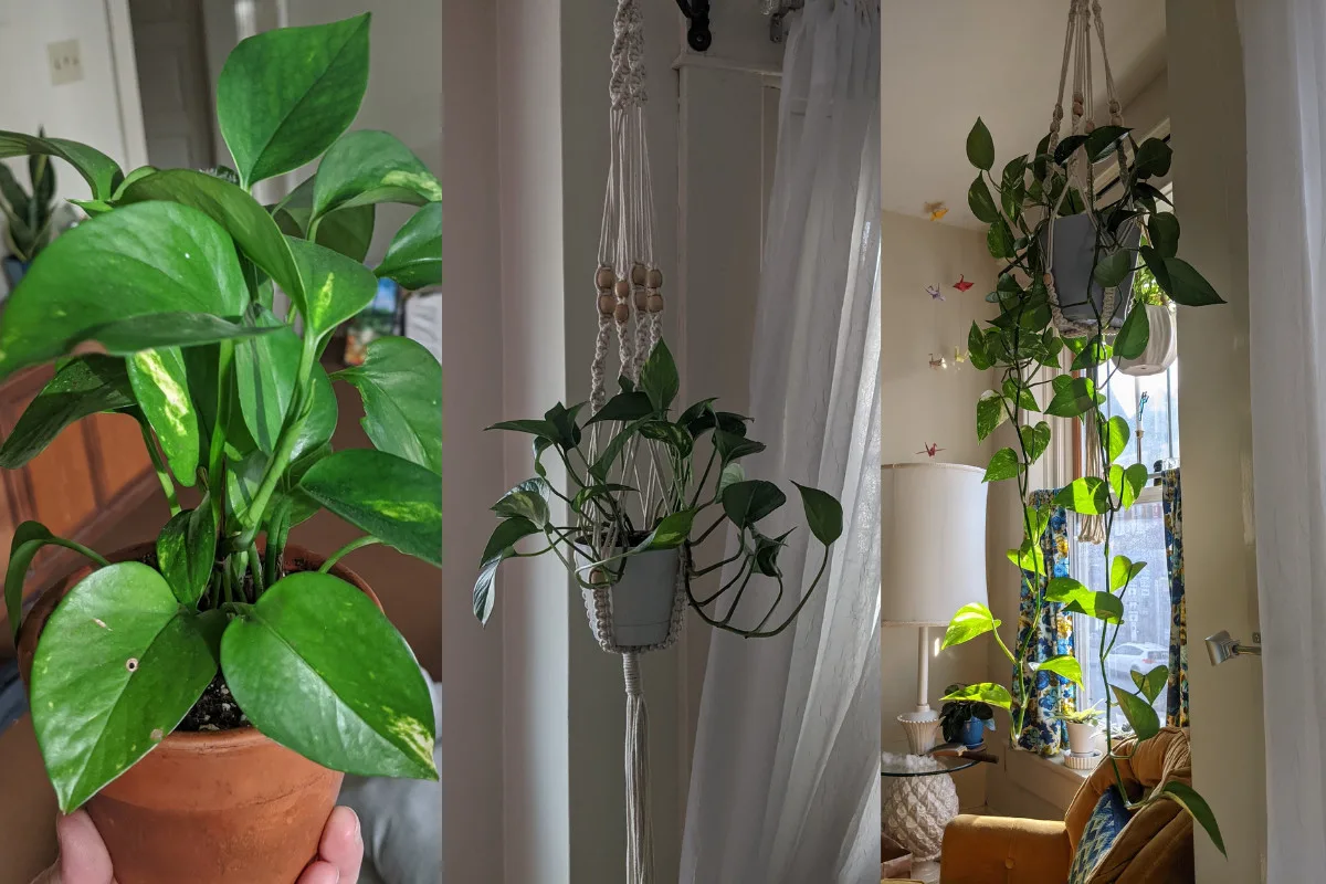 Collage with three different photos showing growth of the same pothos over 2.5 years.