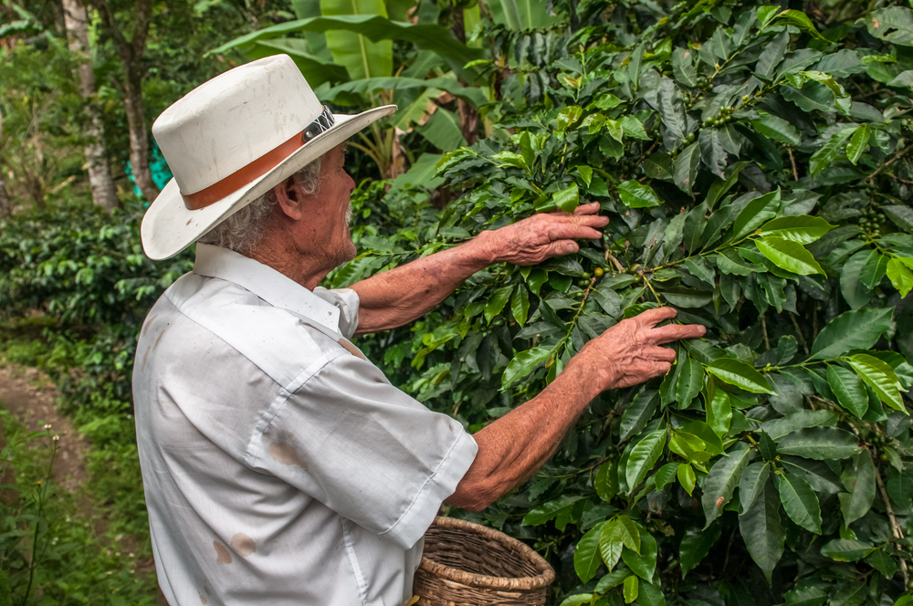 Old man picking coffee beans from trees.