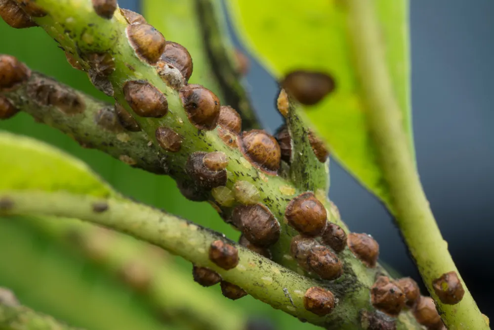 Close up of scale on coffee plant