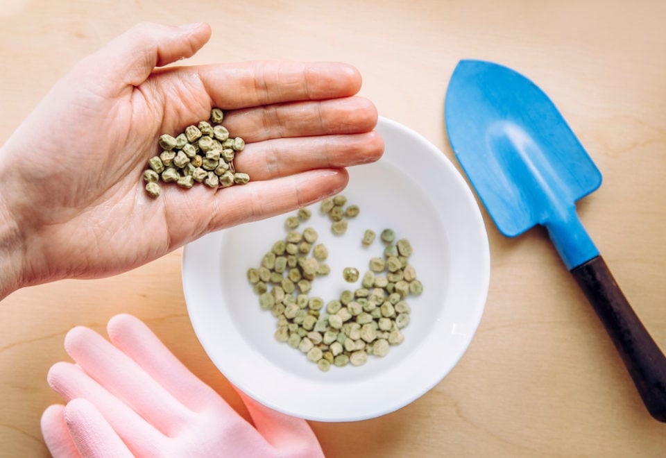 5 Reasons To Soak Seeds Before Planting (& How To Do It)