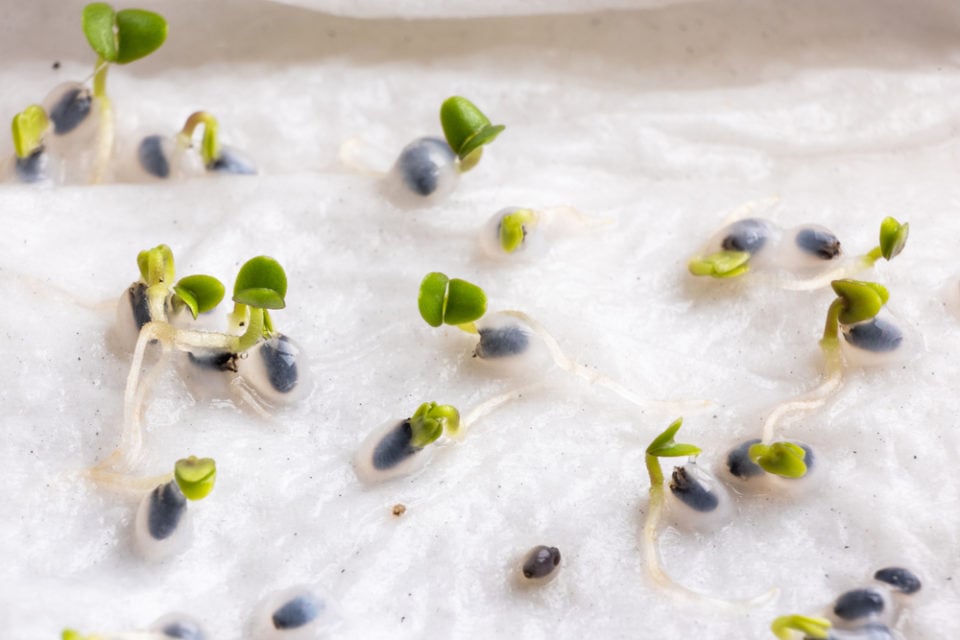 5 Reasons To Soak Seeds Before Planting (& How To Do It)