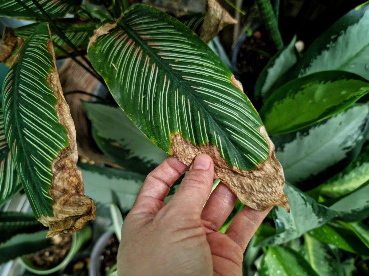 hand holding a brown calathea leaf