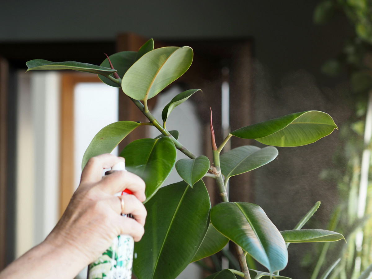 Woman's hand spraying rubber plant with leaf shine