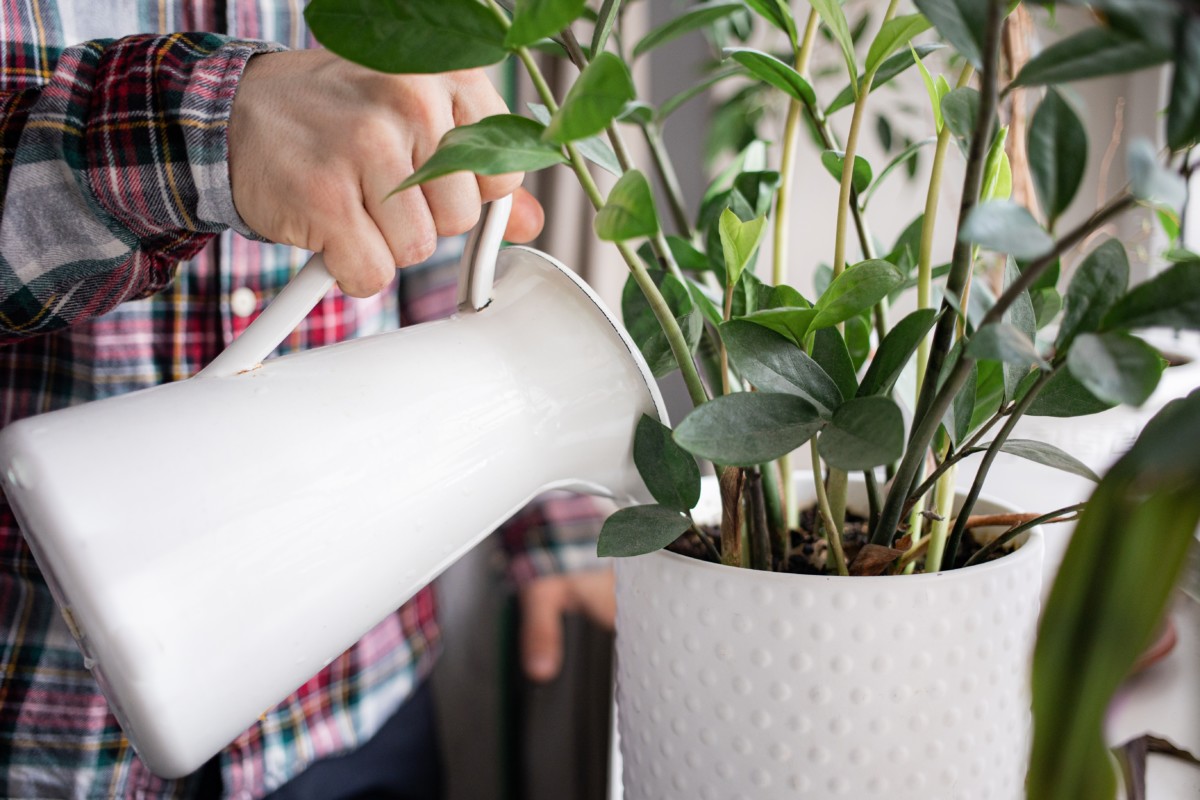 hand holding watering pitcher and watering ZZ plant