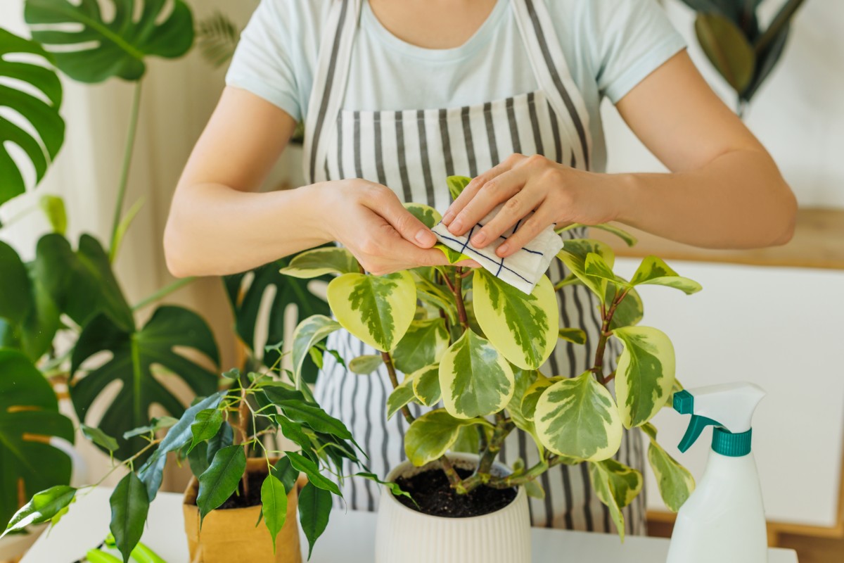 Woman wiping leaves of rubber plant with damp cloth
