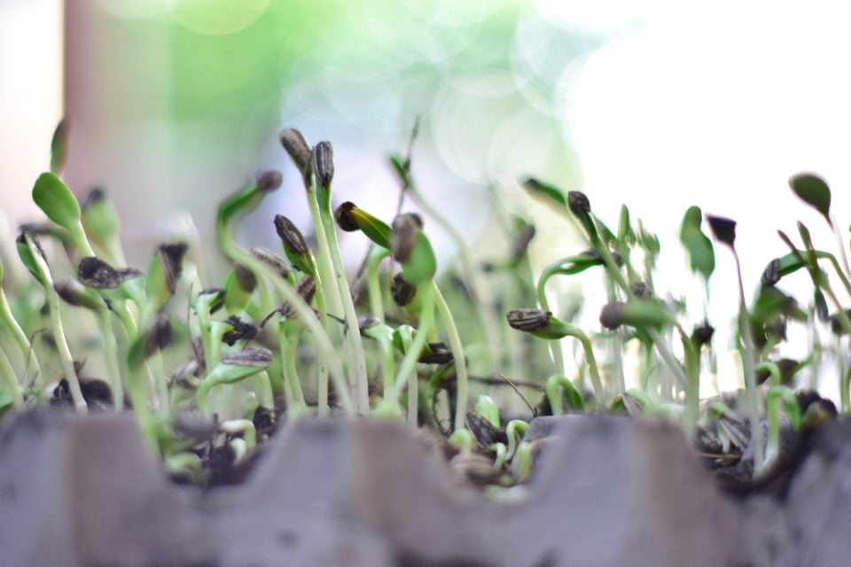 5 Reasons To Soak Seeds Before Planting (& How To Do It)