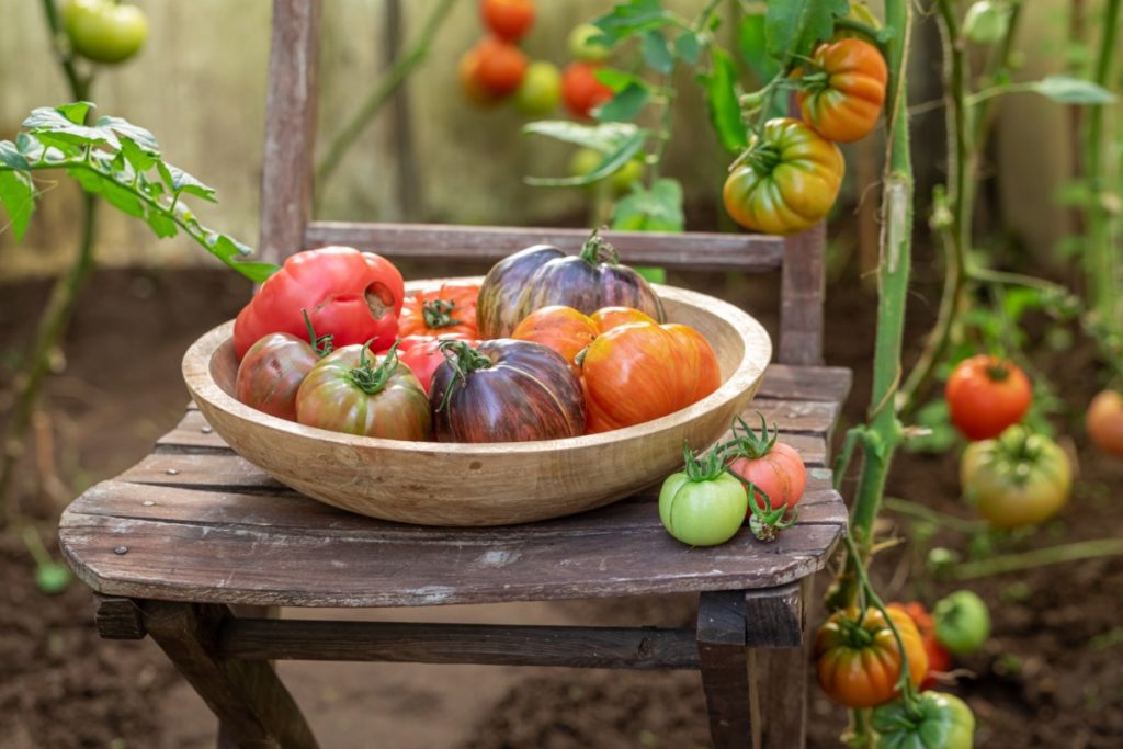 A bowl filled with fresh tomatoes on a chair.