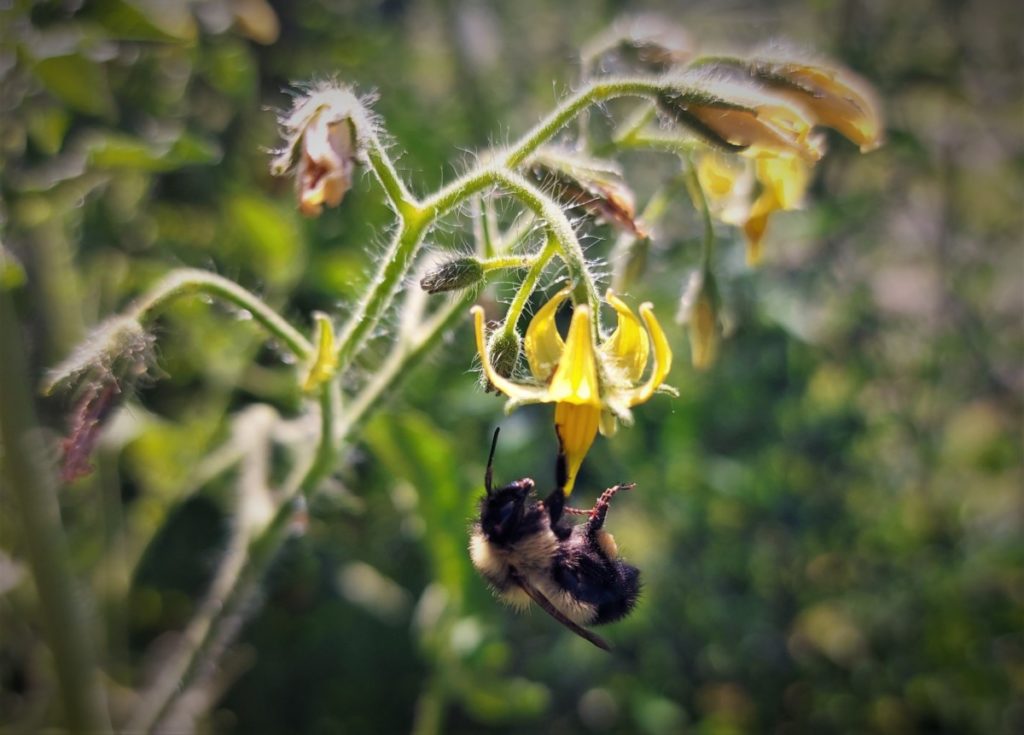 Bee pollinating tomato flower
