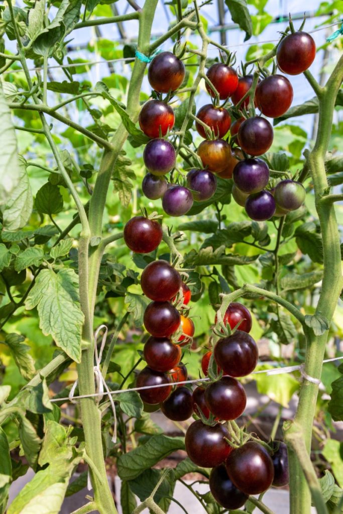 Healthy purple cherry tomatoes growing in sunshine