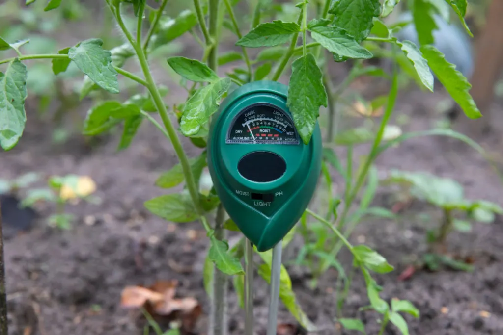 Soil tester inserted in soil beneath tomato seedling.