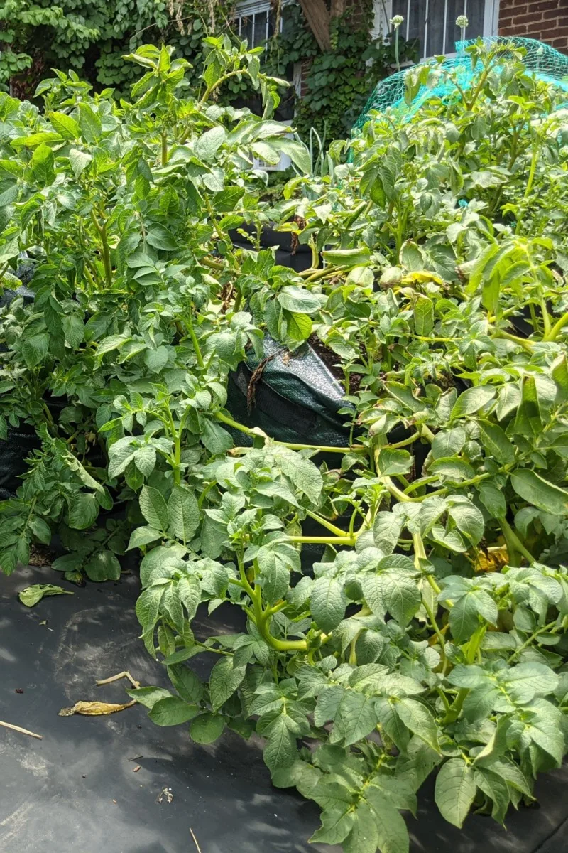 Potatoes growing in grow bags