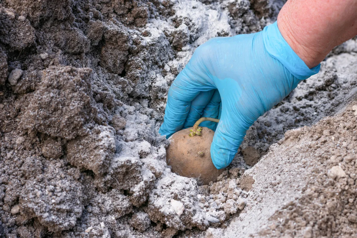 Gloved hand pressing potato into soil covered in bone meal