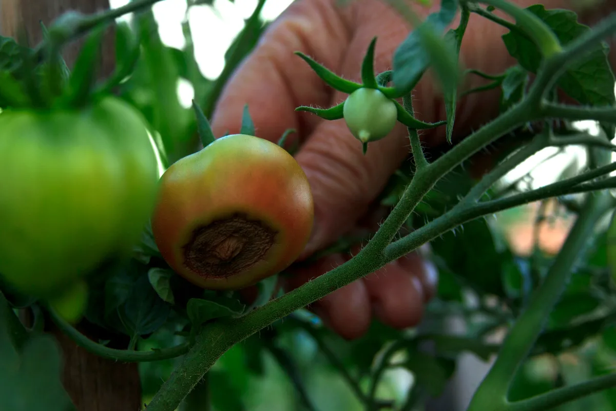 Hand holding a tomato with blossom end rot