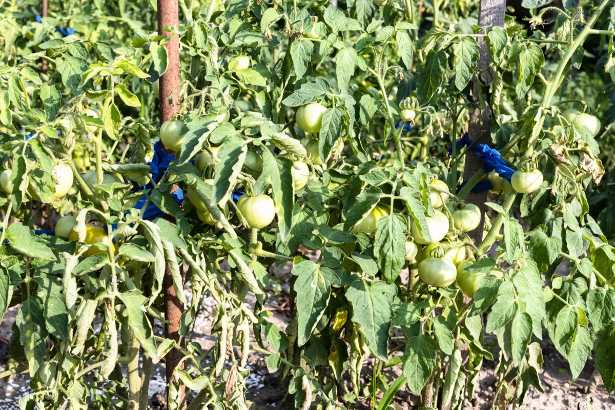 Tomatoes tied to stakes with cut up tshirts